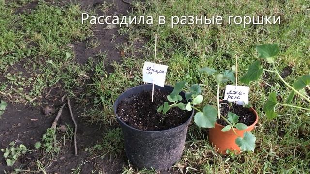 Огурцы в горшках (часть 4) смотреть онлайн
