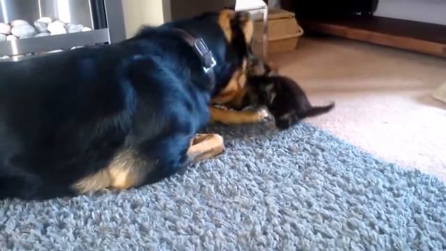 Собака просит маленького котенка поиграть с ним! смотреть онлайн