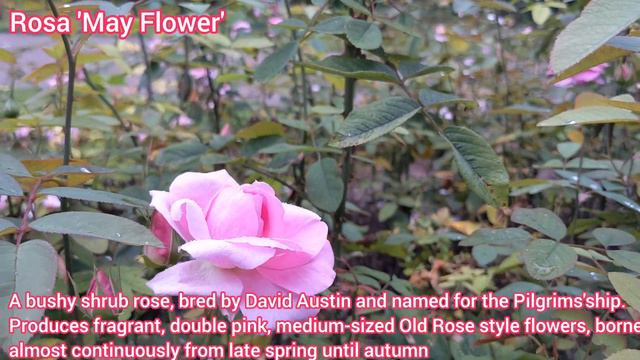 Rosa Mayflower