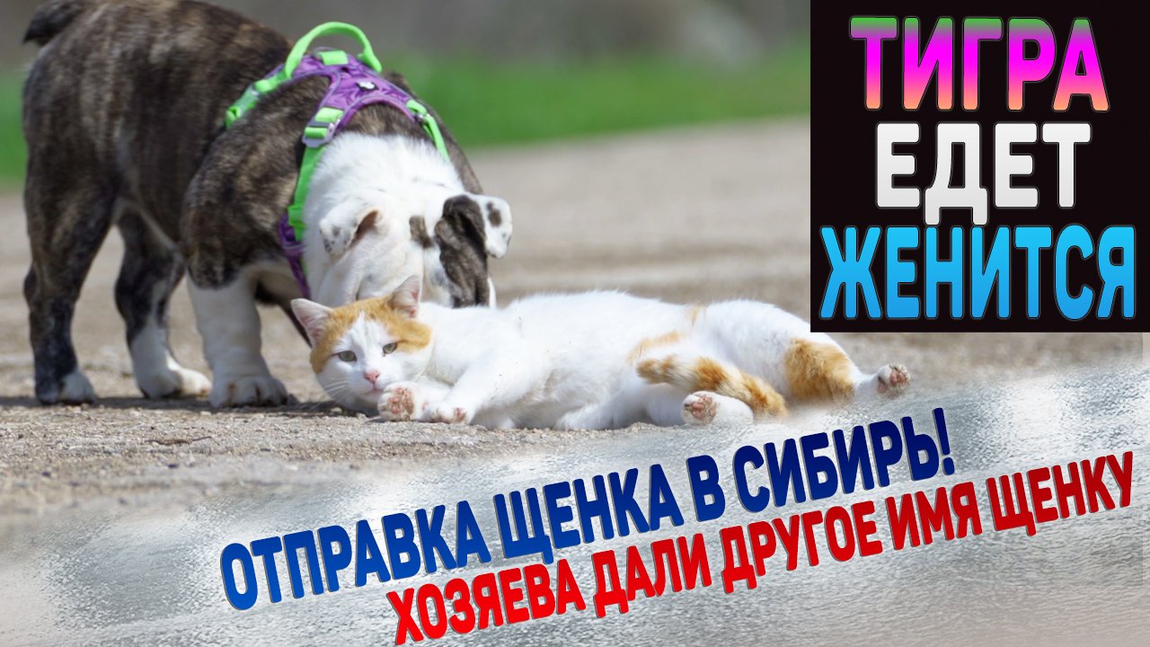 Будем ждать щенков Английского Бульдога летом! Щенок уехал в Сибирь! смотреть онлайн