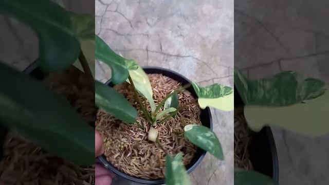 philodendron florida beauty variegata смотреть онлайн