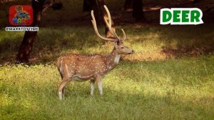 Звуки диких животных: величественный звук оленя #farmanimals #wildlife