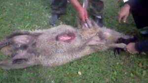 Забиваем барана - High Quality