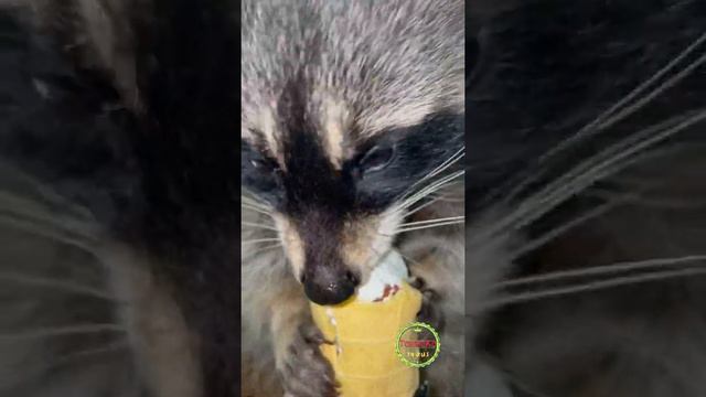 Чем нельзя кормить Енота смотреть онлайн