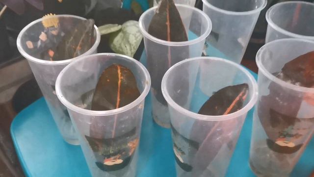 Paano mag propagate ng San Francisco plants? смотреть онлайн