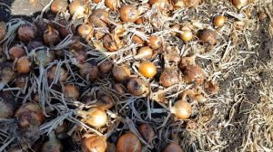 Лук боско, наконец то копаем. Выращивание лука 2020