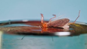 SWAP24 сухой ручейник - Тест падения в воду. Цвет