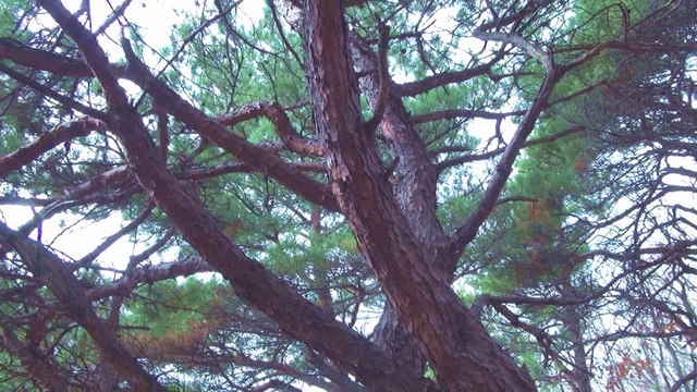 9. В гости к легендарным соснам