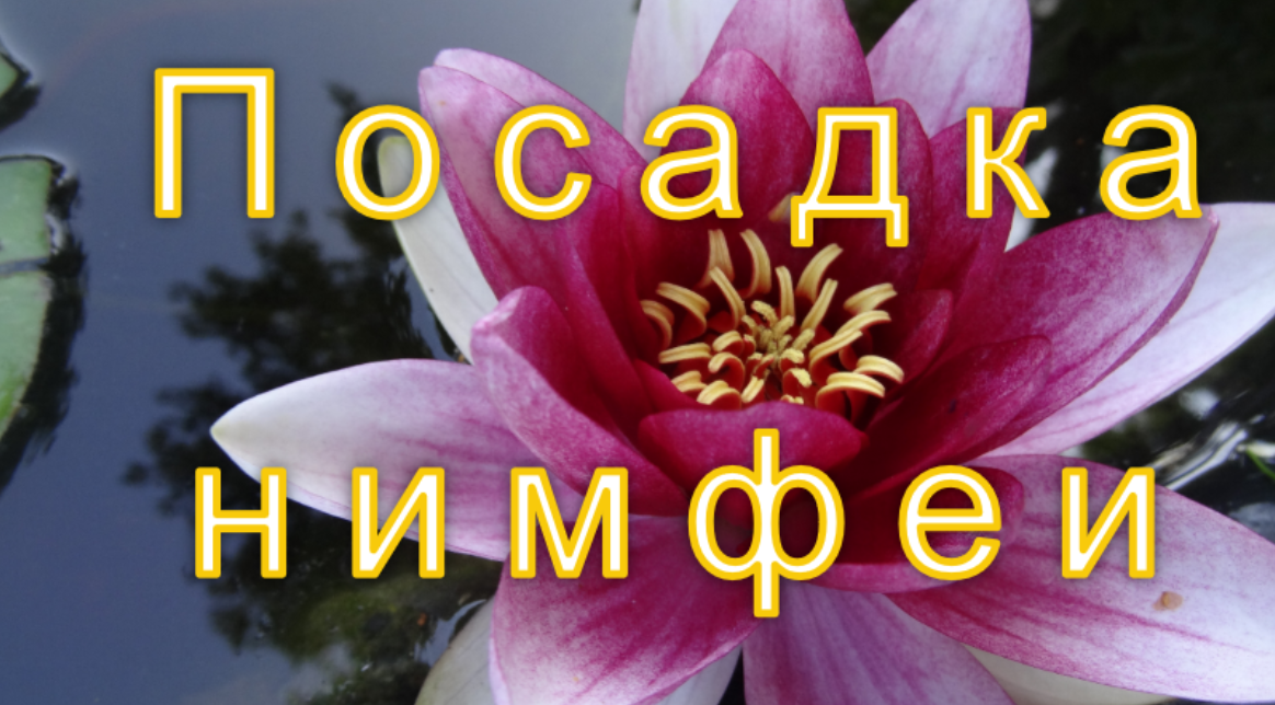 Нимфея: выбор грунта, посадка. смотреть онлайн