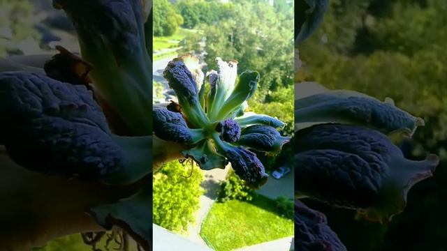 Эхеверия Лингуас,
Суккуленты из Кореи смотреть онлайн
