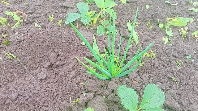 Многие Жалуются,лук-шалот Не растет. смотреть онлайн