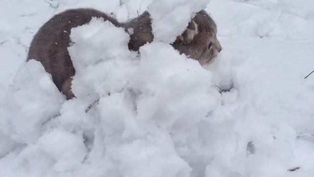 Кот и первый снег смотреть онлайн