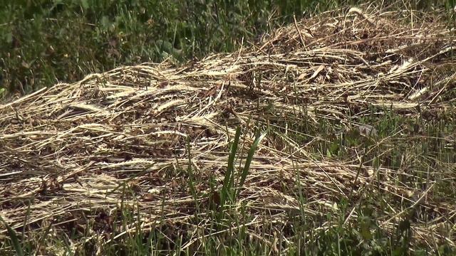 Итоги недели от 13.07.2024 г. г.Янаул смотреть онлайн