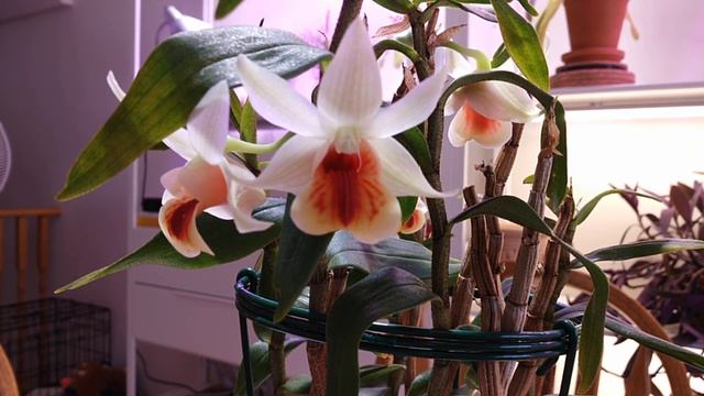 Дендробиум Dendrobium Precious Pearl (margaritaceum x сruentum) смотреть онлайн
