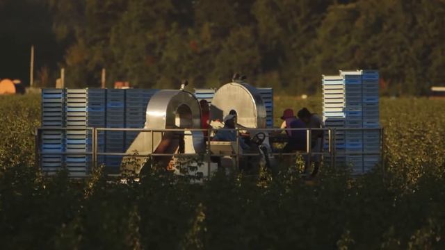 Family: The Red Raspberry Farmer Tradition смотреть онлайн