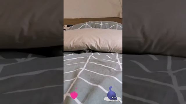 Это кто там у нас спрятался