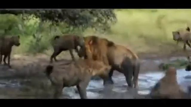 Hyenas attacks Lion Hyenas vs Lion Гиены против льва смотреть онлайн