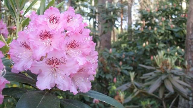 Рододендрон Университет Хельсинки