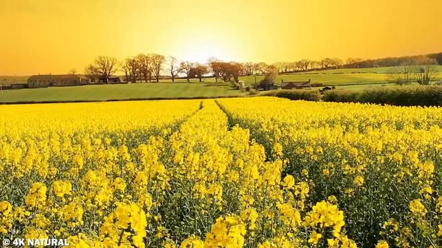 Beautiful Field Flowers Relaxing Nature Sounds of Piano + Wind Sleep смотреть онлайн