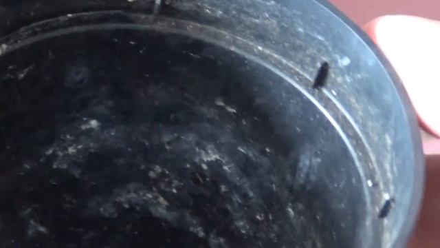 Gasteria cv. "Little Warty" with a root mealy infestation смотреть онлайн