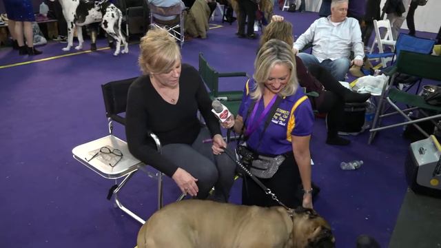 "Crush" the Bullmastiff at Westminster Kennel Club Dog Show 2020 смотреть онлайн