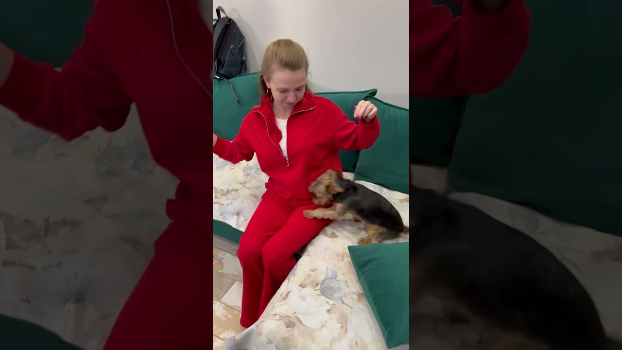 Собаки смотреть онлайн