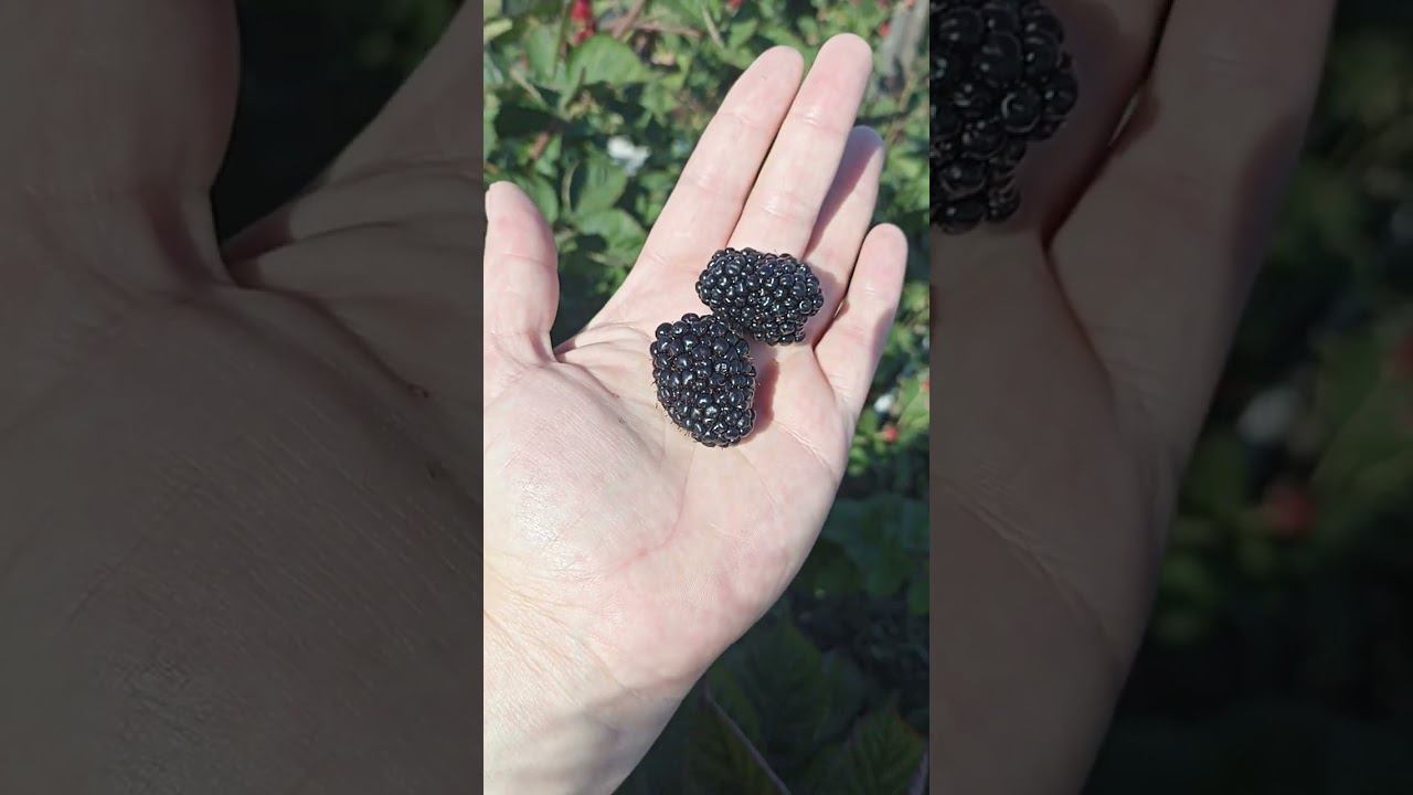 Блек Джем в Пензенской области имеет место быть для свежего потребления в осенний период. смотреть онлайн