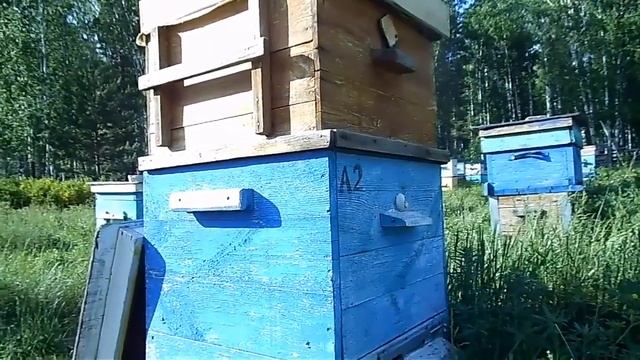 НОВИЧКАМ ! ИСКУССТВЕННЫЙ РОЙ...