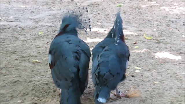 Веероносный венценосный голубь 02.08.2023