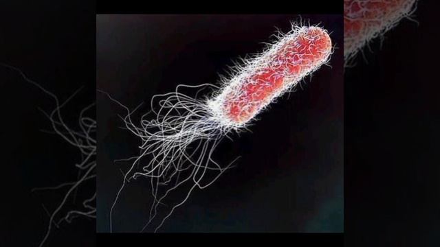 ФАНТАСТИЧЕСКИЕ СНИМКИ СДЕЛАННЫЕ ЭЛЕКТРОННЫМ МИКРОСКОПОМ. ЧАСТЬ 6 #microworld #mini #biology смотреть онлайн