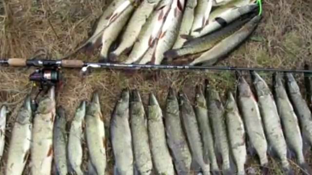 Когда начинается жор щуки смотреть онлайн