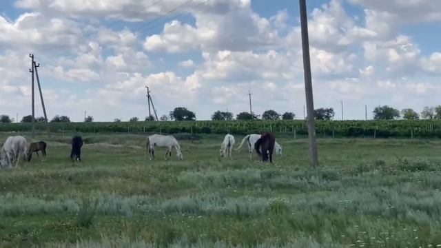 Красавцы-кони из "Ат-Пролин", Чадыр-Лунга смотреть онлайн
