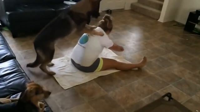 Собака тренирует хозяйку смотреть онлайн