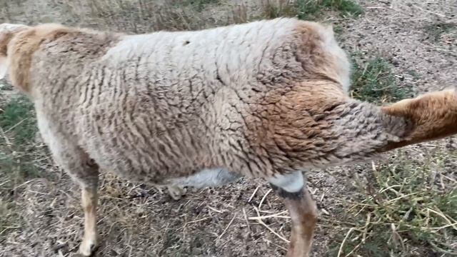 наши собаки .MOV