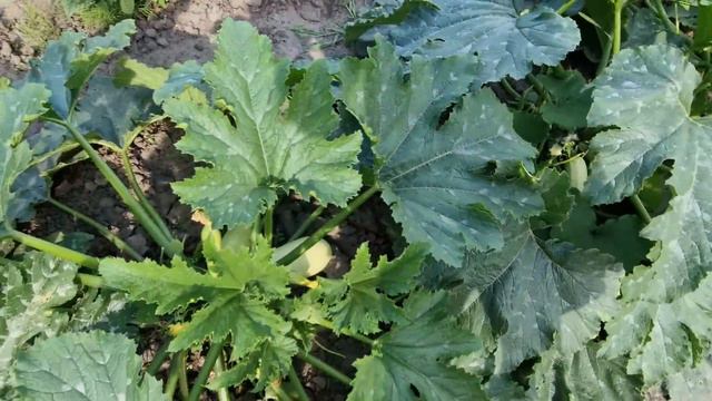 жара под 40! что наросло? смотреть онлайн