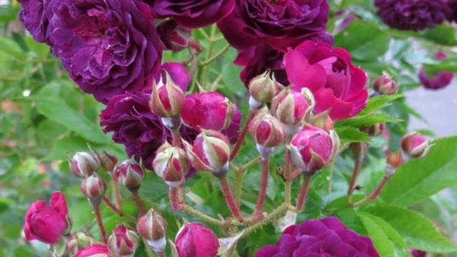 Роза плетистая Блю Манжета. смотреть онлайн