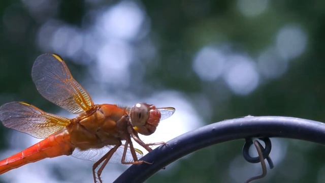 Dragonfly Libélula Soligor 200mm смотреть онлайн