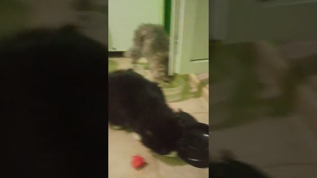 МОЙ КОТ ЕСТ АРБУЗ!! смотреть онлайн