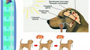 Схема выработки условного рефлекса