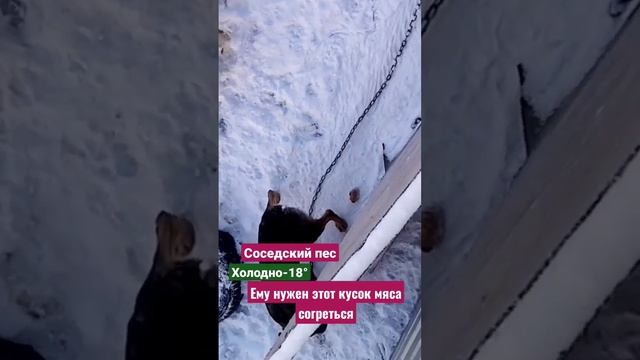 Чем больше мы узнаем людей,тем больше мы любим животных. смотреть онлайн