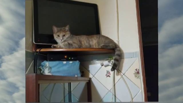 💖😻 АЛИСАМОМЕНТЫ 😻💖 от Гугл Фото 💖 смотреть онлайн