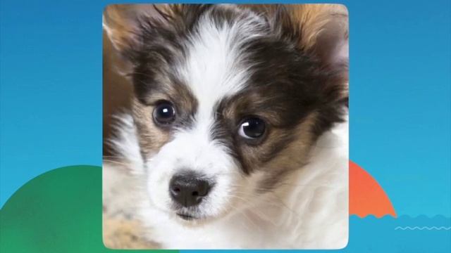 My Talking Pet App смотреть онлайн