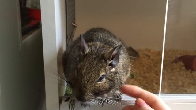 My Pet Degu Peach смотреть онлайн