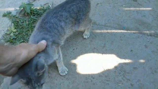 Приручить дикую кошку. Почти получилось! 15июля. смотреть онлайн