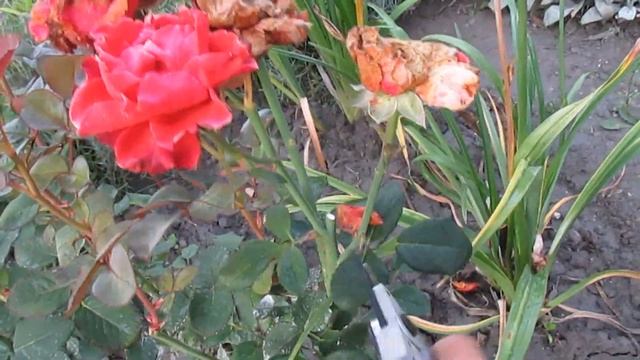 Розы. ОБРЕЗКА РОЗ ПОСЛЕ ЦВЕТЕНИЯ. Летняя обрезка роз. смотреть онлайн