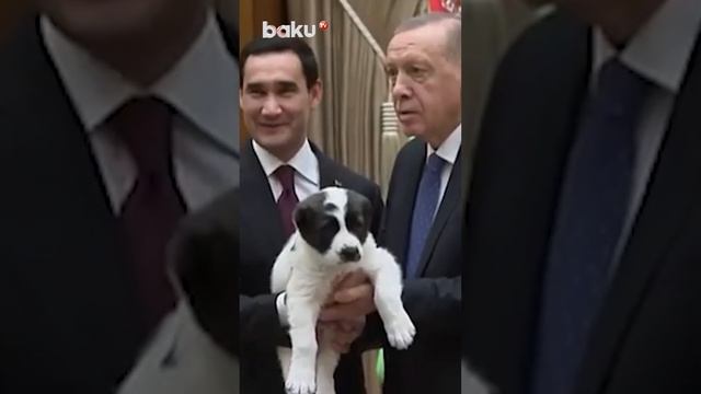 Эрдоган и Бердымухамедов подарили друг другу щенков национальных пород собак смотреть онлайн