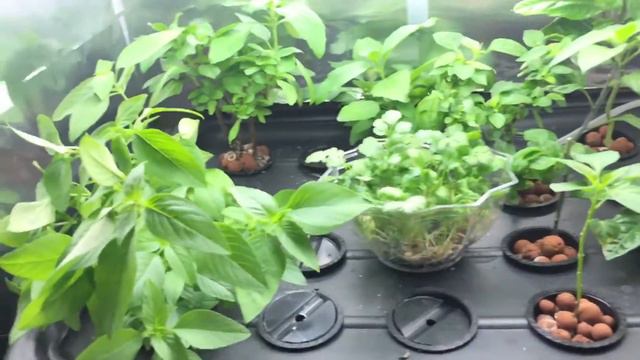 2016 Growing Season #2 - Plant Update смотреть онлайн
