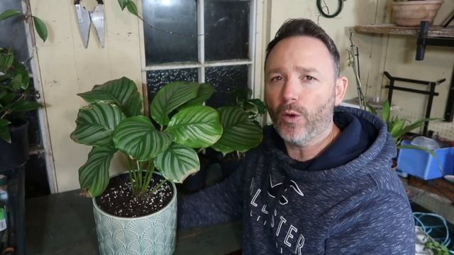 Calathea Orbifolia Care Guide For Beginners - Goeppertia Orbifolia Tips смотреть онлайн