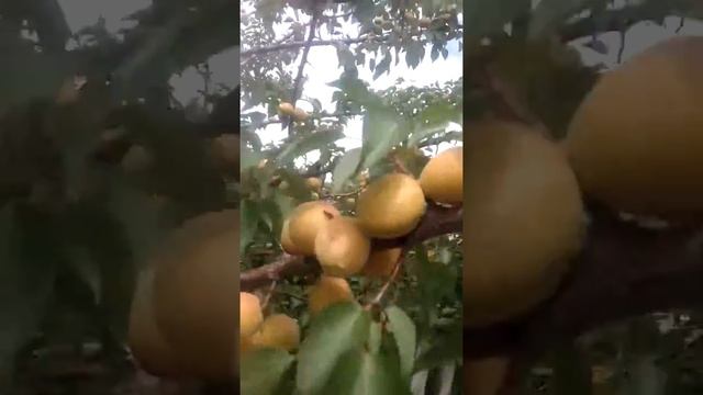 ШОК! абрикосы в Рязани смотреть онлайн