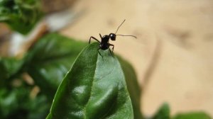 К чему снятся МУРАВЬИ или видеть МУРАВЬЯ во сне ★ Толкование Снов ★ СОННИК 3.0™